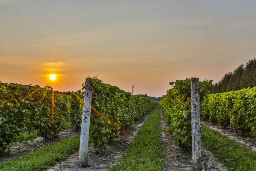 Du tabac à la vigne
