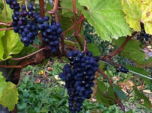 Vignoble Carpinteri 