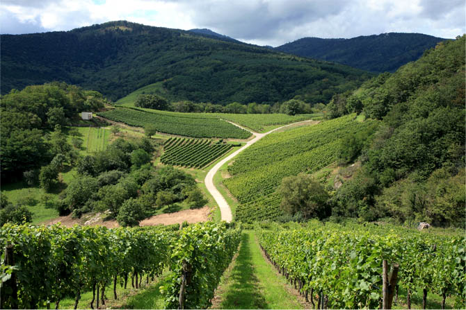 Vignoble Domaine Bresee
