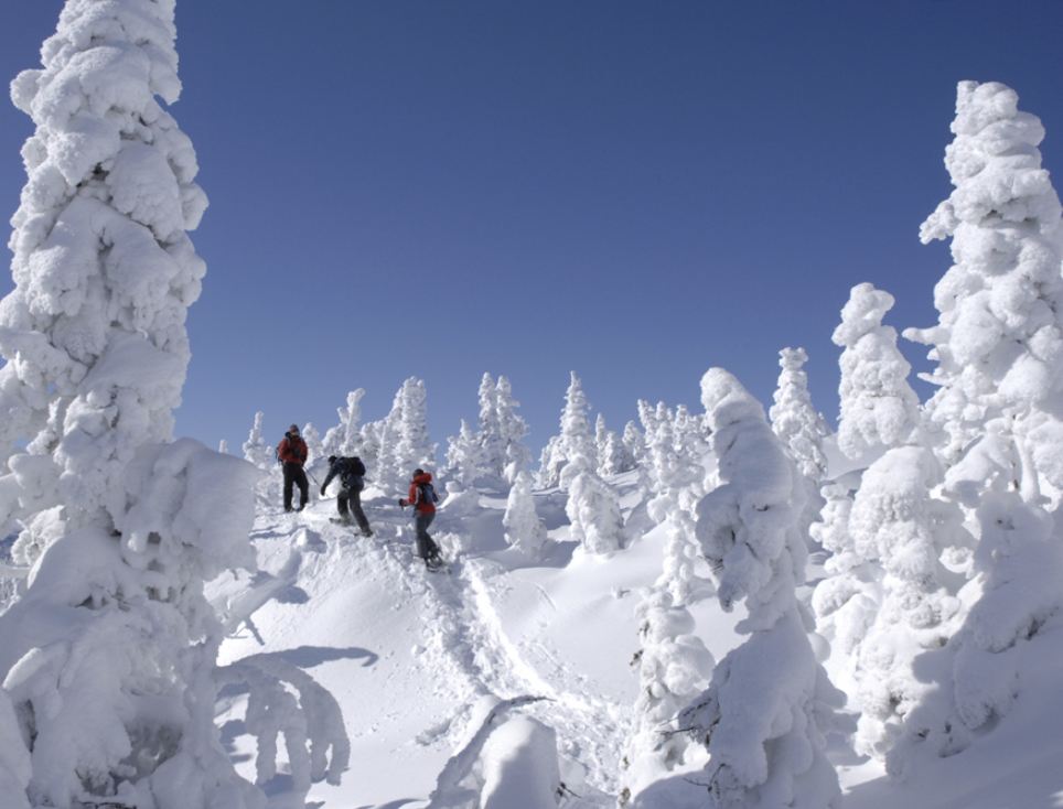 À l'orée de la forêt boréale!