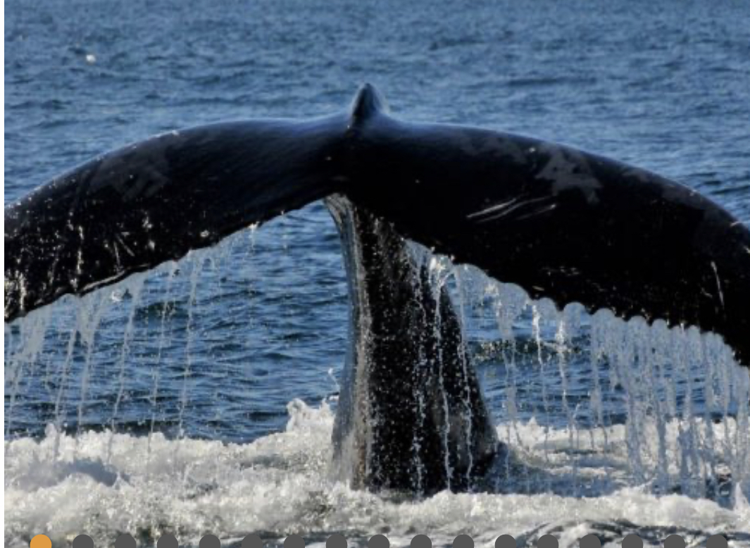 For the Protection of Biodiversity and Ecosystems of the St. Lawrence Estuary