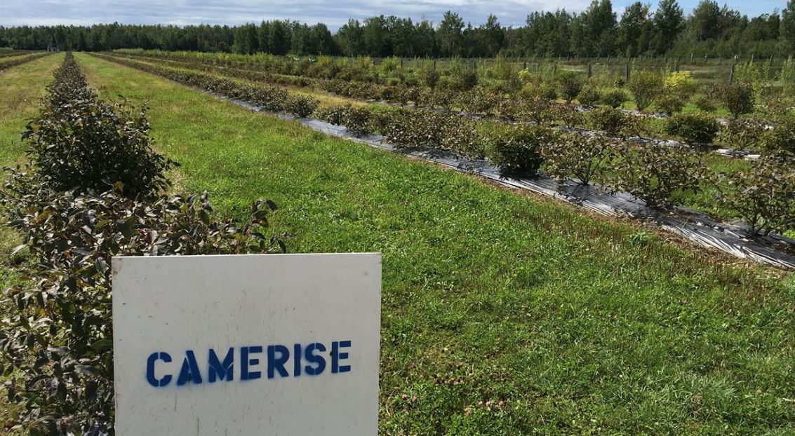 D'argile et de terroir dans Manicouagan 