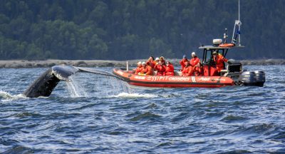 La Haute-Côte-Nord:  Place aux baleines!