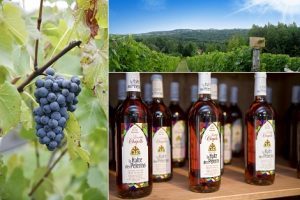 Vignoble La Halte des Pèlerins