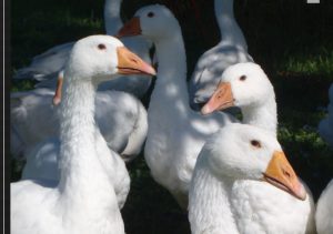 La Ferme d’OC