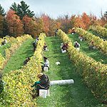 Domaine des Côtes d'Ardoise Vignoble