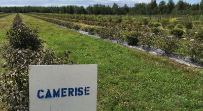 D'argile et de terroir dans Manicouagan 